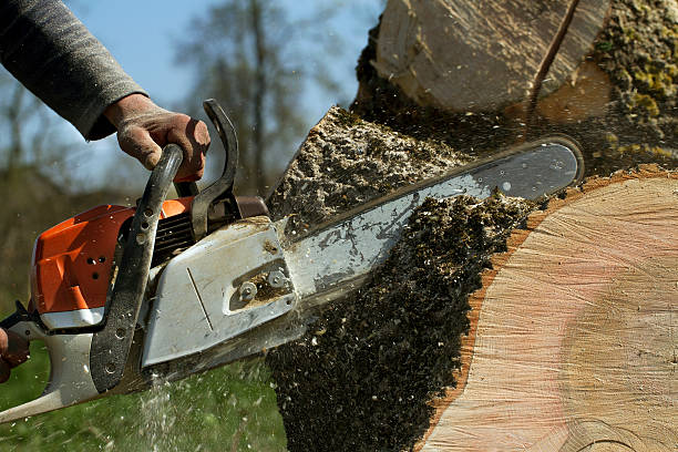 The Steps Involved in Our Tree Care Process in Orange City, FL